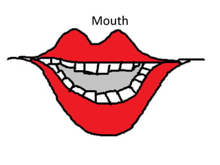 Mouth

 