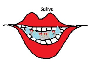 Saliva

 