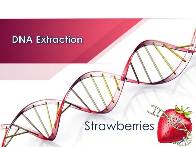 dna extraction strawberry lab spring 2015 strawberry dna extraction lab