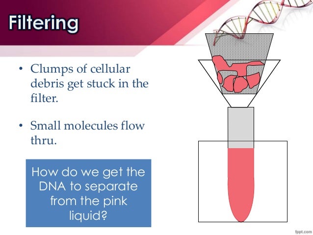 dna extraction lab report dna extraction lab report