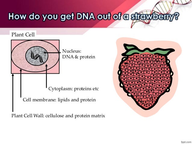 dna extraction strawberry