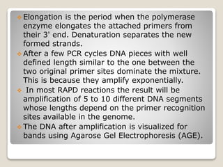  Elongation is the period when the polymerase
enzyme elongates the attached primers from
their 3' end. Denaturation separates the new
formed strands.
 After a few PCR cycles DNA pieces with well
defined length similar to the one between the
two original primer sites dominate the mixture.
This is because they amplify exponentially.
 In most RAPD reactions the result will be
amplification of 5 to 10 different DNA segments
whose lengths depend on the primer recognition
sites available in the genome.
 The DNA after amplification is visualized for
bands using Agarose Gel Electrophoresis (AGE).
 