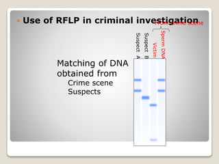  Use of RFLP in criminal investigation
Victim
SuspectA
SuspectB
SpermDNA
From crime scene
Matching of DNA
obtained from
Crime scene
Suspects
 
