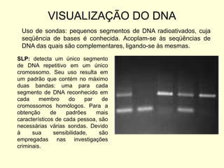 VISUALIZAÇÃO DO DNA
Uso de sondas: pequenos segmentos de DNA radioativados, cuja
seqüência de bases é conhecida. Acoplam-se às seqüências de
DNA das quais são complementares, ligando-se às mesmas.
SLP: detecta um único segmento
de DNA repetitivo em um único
cromossomo. Seu uso resulta em
um padrão que contém no máximo
duas bandas: uma para cada
segmento de DNA reconhecido em
cada membro do par de
cromossomos homólogos. Para a
obtenção de padrões mais
característicos de cada pessoa, são
necessárias várias sondas. Devido
à sua sensibilidade, são
empregadas nas investigações
criminais.
 