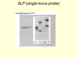 SLP (single-locus probe)
 