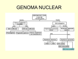 GENOMA NUCLEAR
 
