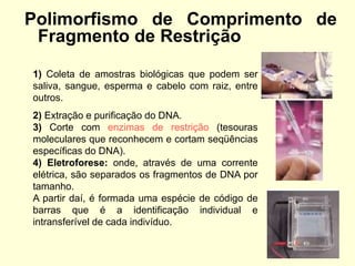 Polimorfismo de Comprimento de
Fragmento de Restrição
1) Coleta de amostras biológicas que podem ser
saliva, sangue, esperma e cabelo com raiz, entre
outros.
2) Extração e purificação do DNA.
3) Corte com enzimas de restrição (tesouras
moleculares que reconhecem e cortam seqüências
específicas do DNA).
4) Eletroforese: onde, através de uma corrente
elétrica, são separados os fragmentos de DNA por
tamanho.
A partir daí, é formada uma espécie de código de
barras que é a identificação individual e
intransferível de cada indivíduo.
 