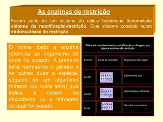 As enzimas de restrição
Fazem parte de um sistema da célula bacteriana denominado
sistema de modificação-restrição. Este sistema consiste numa
endonuclease de restrição.
O nome dado a enzima
refere-se ao organismo de
onde foi isolado. A primeira
letra representa o gênero e
as outras duas a espécie,
seguido de um algarismo
romano (ou outra letra) que
indica a ordem da
descoberta ou a linhagem
da qual foi isolado.
Sítios de reconhecimento, modificação e clivagem por
alguns enzimas de restrição
Enzima Local de restrição Organismo de origem
EcoRI
Escherichia coli
HindIII
Haemophilus influenza
Smal
Serratia marcescens
 