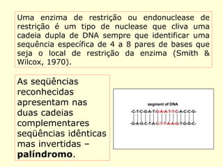 Enzimas de restrição
Uma enzima de restrição ou endonuclease de
restrição é um tipo de nuclease que cliva uma
cadeia dupla de DNA sempre que identificar uma
sequência específica de 4 a 8 pares de bases que
seja o local de restrição da enzima (Smith &
Wilcox, 1970).
As seqüências
reconhecidas
apresentam nas
duas cadeias
complementares
seqüências idênticas
mas invertidas –
palíndromo.
 