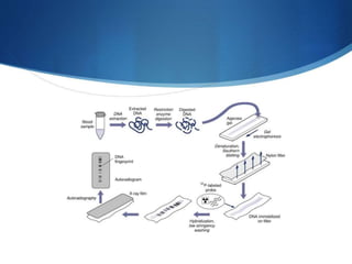 Dna finger print (2) | PPT