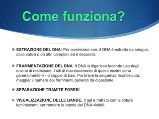  ESTRAZIONE DEL DNA: Per cominciare con, il DNA è estratto da sangue,
dalla saliva o da altri campioni ed è depurato.
 FRAMMENTAZIONE DEL DNA: Il DNA si digerisce facendo uso degli
enzimi di restrizione. I siti di riconoscimento di questi enzimi sono
generalmente 4 - 6 coppie di basi. Più breve la sequenza riconosciuta,
maggior il numero dei frammenti generati da digestione.
 SEPARAZIONE TRAMITE FORESI
 VISUALIZZAZIONE DELLE BANDE: Il gel è trattato con le tinture
luminescenti per rendere le bande del DNA visibili.
 