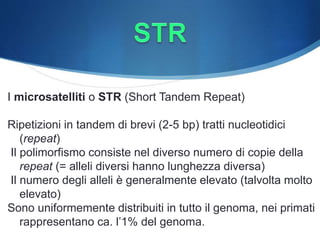 I microsatelliti o STR (Short Tandem Repeat)
Ripetizioni in tandem di brevi (2-5 bp) tratti nucleotidici
(repeat)
Il polimorfismo consiste nel diverso numero di copie della
repeat (= alleli diversi hanno lunghezza diversa)
Il numero degli alleli è generalmente elevato (talvolta molto
elevato)
Sono uniformemente distribuiti in tutto il genoma, nei primati
rappresentano ca. l’1% del genoma.
 