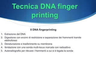 Il DNA fingerprinting
1. Estrazione del DNA
2. Digestione con enzimi di restrizione e separazione dei frammenti tramite
elettroforesi
3. Denaturazione e trasferimento su membrana
4. Ibridazione con una sonda multi-locus marcata con radioattivo
5. Autoradiografia per rilevare i frammenti a cui si è legata la sonda
 