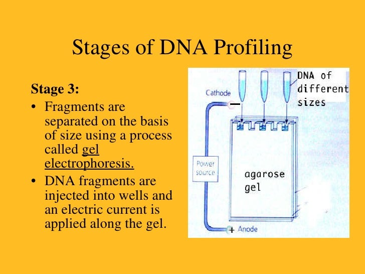 dna fingerprinting