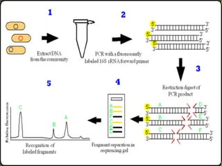 For example, HindII enzyme cuts at GTGCAC or GTTAAC.