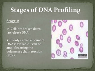 If we apply a restriction enzyme on DNA, it is cut at every occurrence of the restriction site into a million restriction fragments each a few thousands nucleotides long.