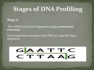 Any mutation of a single nucleotide may destroy or create the site(CTGCAC or CTTAAC for HindII) and alter the length of the corresponding fragment.