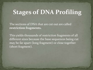 The term polymorphism refers to the slight differences between individuals, in base pair sequences of common genes. RFLP ANALYSIS TECHNIQUE:RFLP analysis is the detection of the change in the length of the restriction fragments.