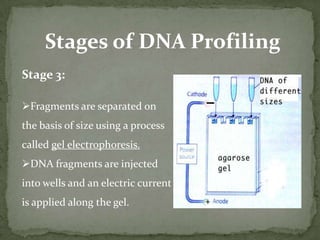 The basic technique for detecting RFLPs involves fragmenting a sample of DNA by a restriction enzyme, which can recognize and cut DNA wherever a specific short sequence occurs, in a process known as a restriction digestion.
