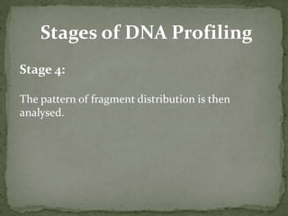 Then transferred to a membrane via the Southern blot procedure Hybridization of the membrane to a labeled DNA probe then determines the length of the fragments which are complementary to the probe.