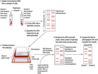 Each fragment length is considered an allele, and can be used in genetic analysis. 
