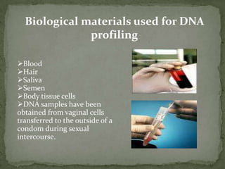 Stages of DNA ProfilingStage 1:  Cells are broken down  to release DNA.  If only a small amount of DNA is available it can be amplified using the polymerase chain reaction (PCR).Stages of DNA Profiling Step 2: The DNA is cut into fragments using restriction enzymes.Each restriction enzyme cuts DNA at a specific base sequence.