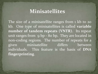 MicrosatellitesMicrosatellites are also known as short tandem repeats (STR), because a repeat unit consists of only 1-6 bp and the whole repetitive region spans less than 150 bp.  Similar to minisatellites, the number of repeats for a given microsatellite may differ between individuals.  Therefore, microsatellites can also be used for DNA fingerprinting.
