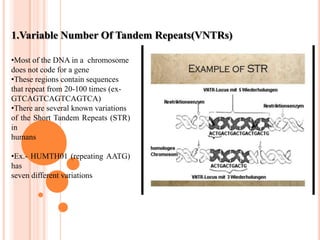 Shorter fragments move fasterDNA  FINGERPRINTING