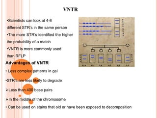 4.DNA TRANSFERDNA split into single strands using alkaline solution