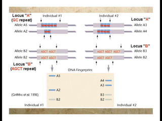 DNA fragments transferred from gel to filter paper or nylon membrane