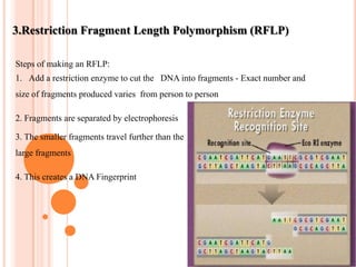 Principle of DNA Fingerprinting:Base pairing of AT (AU) & GC is the BASIC PRINCIPLE of this procedure.