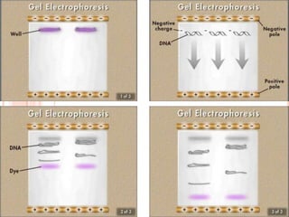 The recognition that a CHANGE in a SINGLE BASE PAIR (mutation) can either MAKE a restriction enzyme-site where one did not exist previously or it can REMOVEor ELIMINATE a restriction enzyme site from a gene. An analogy would be to "mutate" your phone number by one letter; callers would get a different person. DNA  FINGERPRINTING( DNA  PROFILING )