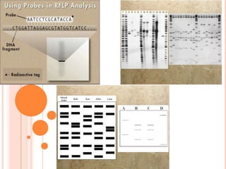 Importance of DNA Fingerprinting:1. LineageDNA fingerprinting can be used to figure out if two people are related which aids tremendulously in maternity or paternity tests to show that a person is a mother or father to a specific child. DNA fingerprinting can also be used to trace heritage back for generations. This means that not only can you figure out who your mother and father are, but also siblings, aunts, uncles, grandparents, great grandparents, and even further back. DNA fingerprinting has been able to show relations to people today with bone remnants of people that have been dead for centuries, when bones have been preserved.