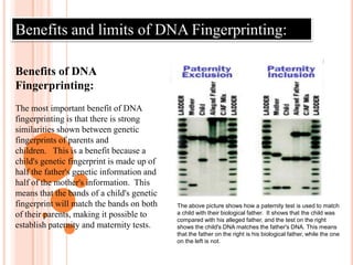 1.Variable Number Of Tandem Repeats(VNTRs)Most of the DNA in a  chromosome does not code for a gene These regions contain sequences that repeat from 20-100 times (ex- GTCAGTCAGTCAGTCA) There are several known variations of the Short Tandem Repeats (STR) in humans Ex.- HUMTH01 (repeating AATG) has seven different variationsDNA  FINGERPRINTING( DNA  PROFILING )