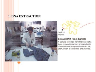  revealing unique patterns of an individual’s DNA 