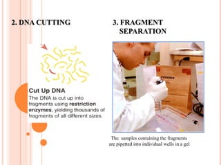  involving non-coding regionsSTAGES INVOLVED:Cells broken down to release DNA