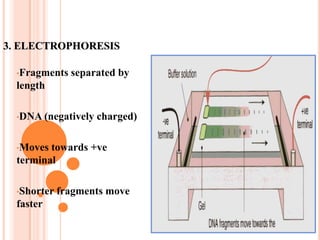 DNA strands cut into fragments