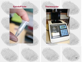Epindoff tube   Thermocycler




                               13
 