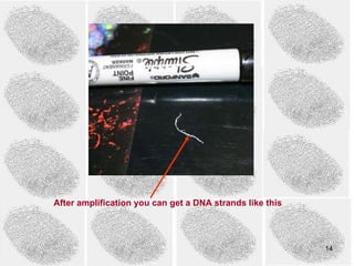 After amplification you can get a DNA strands like this




                                                          14
 