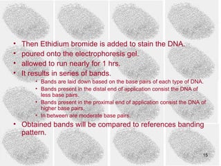 •   Then Ethidium bromide is added to stain the DNA.
•   poured onto the electrophoresis gel.
•   allowed to run nearly for 1 hrs.
•   It results in series of bands.
        • Bands are laid down based on the base pairs of each type of DNA.
        • Bands present in the distal end of application consist the DNA of
          less base pairs.
        • Bands present in the proximal end of application consist the DNA of
          higher base pairs.
        • In between are moderate base pairs.
• Obtained bands will be compared to references banding
  pattern.

                                                                           15
 