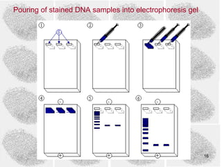Pouring of stained DNA samples into electrophoresis gel




                                                          16
 