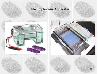 Electrophoresis Apparatus




                            17
 