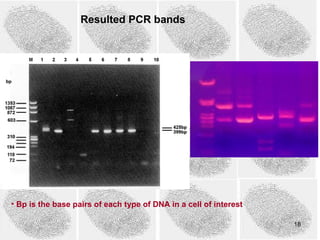 Resulted PCR bands




• Bp is the base pairs of each type of DNA in a cell of interest

                                                                   18
 