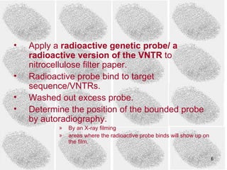 •   Apply a radioactive genetic probe/ a
    radioactive version of the VNTR to
    nitrocellulose filter paper.
•   Radioactive probe bind to target
    sequence/VNTRs.
•   Washed out excess probe.
•   Determine the position of the bounded probe
    by autoradiography.
           »   By an X-ray filming
           »   areas where the radioactive probe binds will show up on
               the film.

                                                                         6
 