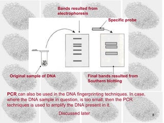 Bands resulted from
                          electrophoresis
                                                  Specific probe




 Original sample of DNA                 Final bands resulted from
                                        Southern blotting


PCR can also be used in the DNA fingerprinting techniques. In case,
where the DNA sample in question, is too small, then the PCR
techniques is used to amplify the DNA present in it.
                          Discussed later                             8
 