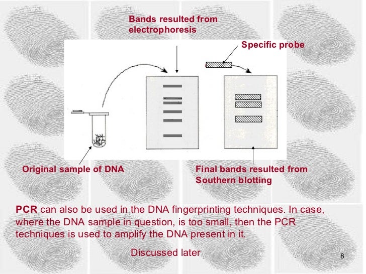 DNA fingerprinting