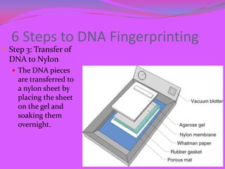 6 Steps to DNA Fingerprinting
 Step 3: Transfer of
  DNA to Nylon
   The DNA pieces
    are transferred to
    a nylon s...