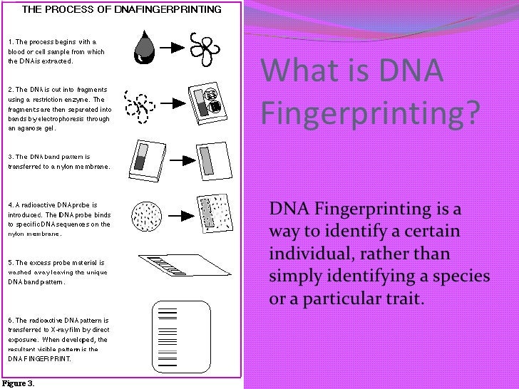 Dna fingerprinting