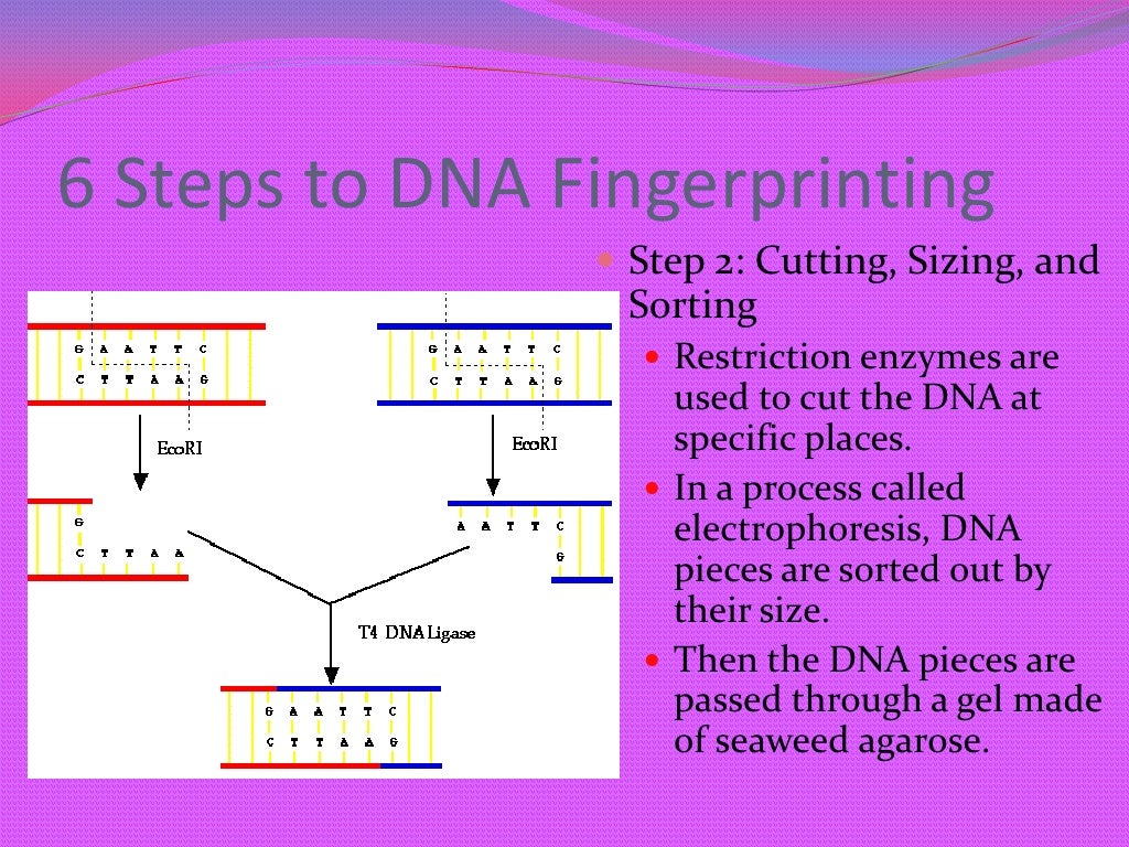 Dna fingerprinting