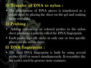 3) Transfer of DNA to nylon :
• The distribution of DNA pieces is transferred to a
nylon sheet by placing the sheet on the gel and soaking
them overnight.

5) Probing :
•  Adding radioactive or colored probes to the nylon
sheet produces a pattern called the DNA fingerprint.
• Each probe typically sticks in only one or two specific
places on the nylon sheet.

6) DNA fingerprint :
• The final DNA fingerprint is built by using several
probes (5-10 or more) simultaneously. It resembles the
bar codes used by grocery store scanners.

 